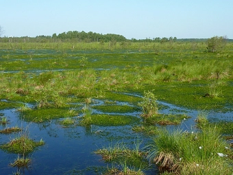 Moorpadd - Moore als Kohlenstoffspeicher&nbsp;&copy;&nbsp;BUND DHM